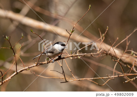 可愛いコガラ^^ 可愛いコガラ^^ 49802009