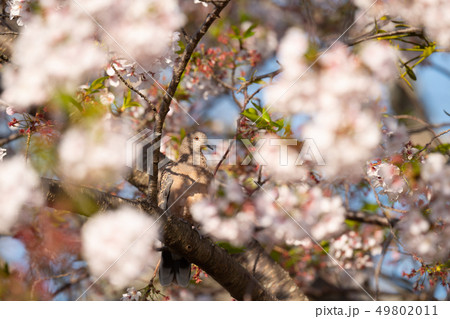 桜の木で一休みするキジバト 49802011
