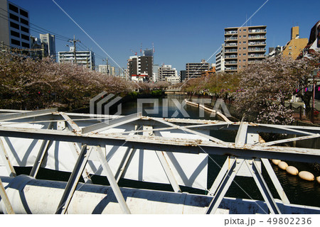 大岡川沿い 大岡川沿い 49802236