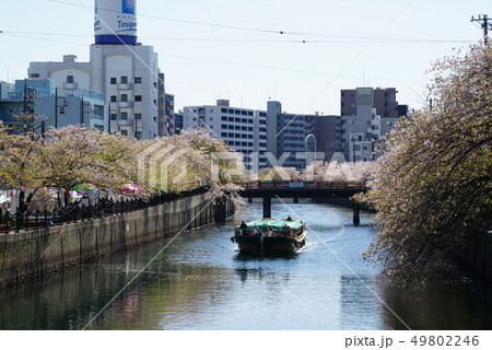 大岡川沿い 大岡川沿い 49802246