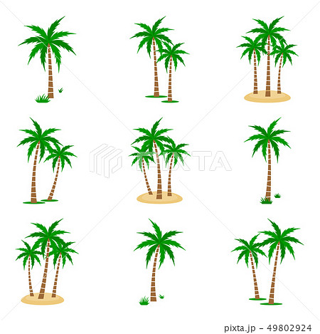 Palm Tree Vector Set 49802924