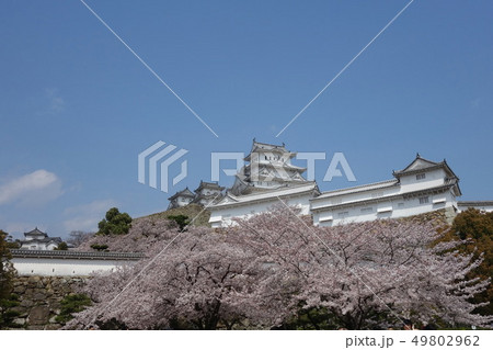 桜と城 桜と城 49802962