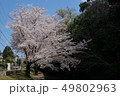満開 49802963