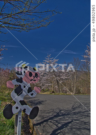 池田牧場の飛び出し坊や 49802965