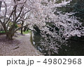 桜と堀 49802968