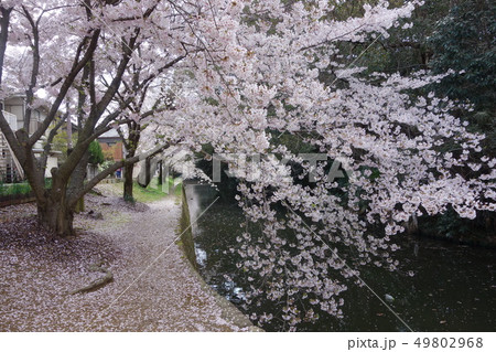 桜と堀 49802968