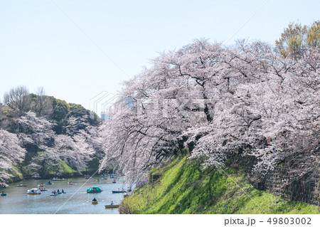 東京都　千鳥ヶ淵　満開の桜 49803002