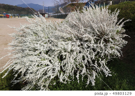 雪柳（ユキヤナギ） 49803129