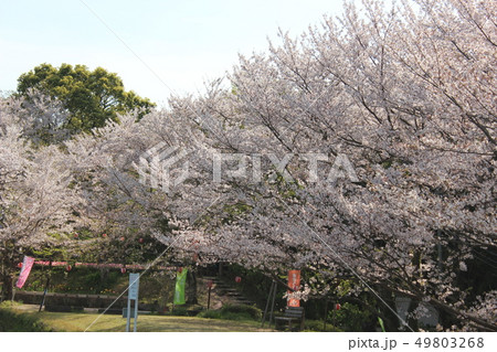 亀池公園の桜 49803268