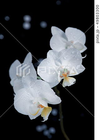 White orchid macro shot isolated on black background White orchid macro shot isolated on black background 49803300