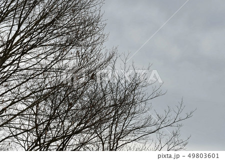 薄暗い曇り空 薄暗い曇り空 49803601