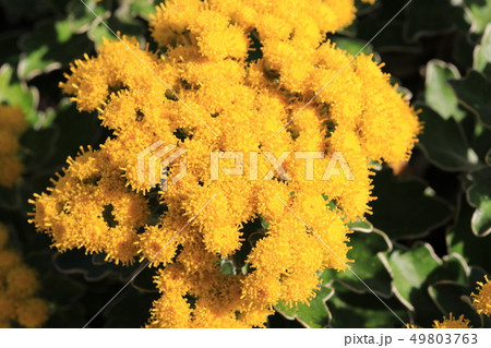 イソギクの花 イソギクの花 49803763