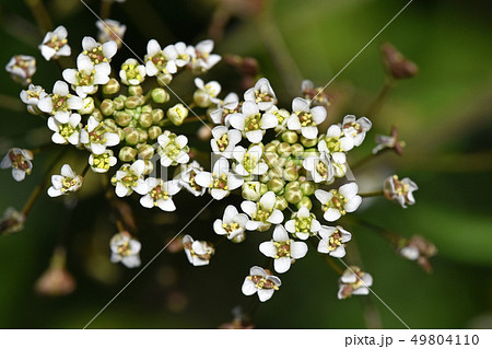 ナズナ(ペンペン草) ナズナ(ペンペン草) 49804110