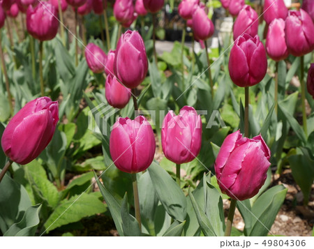チューリップ 49804306