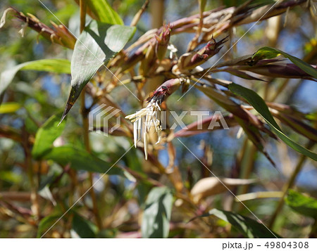 キンメイチクの花 キンメイチクの花 49804308