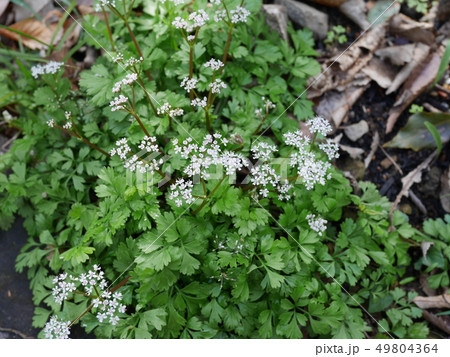 セントウソウの花 49804364