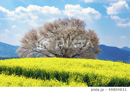 馬場の山桜 49804631