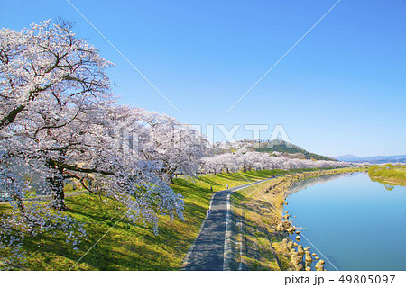 白石川一目千本桜　一目千本桜　桜並木 49805097