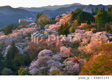 吉野山の桜 吉野山の桜 49805143