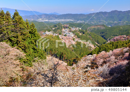 吉野山の桜 49805144