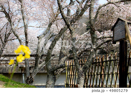 宮本武蔵決闘の地に咲く桜 49805279