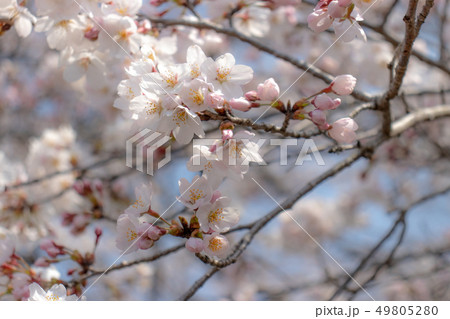 桜 49805280