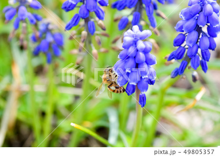 ムスカリと蜜蜂 49805357