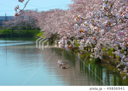 柳川の桜 柳川の桜 49806941
