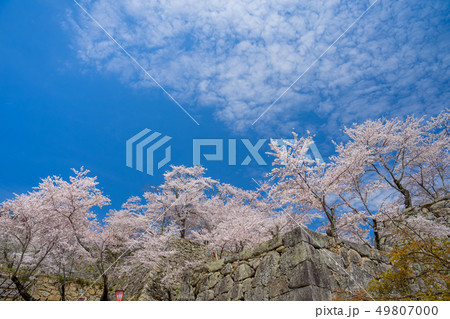 桜の名所 津山城跡 桜の名所 津山城跡 49807000
