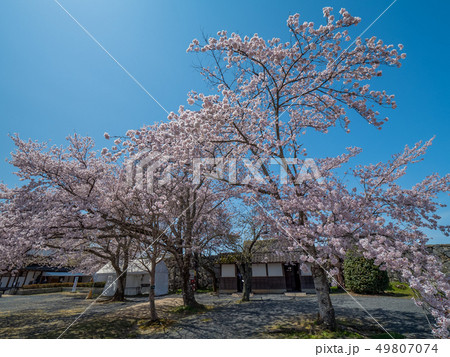 桜の名所 津山城跡 桜の名所 津山城跡 49807074