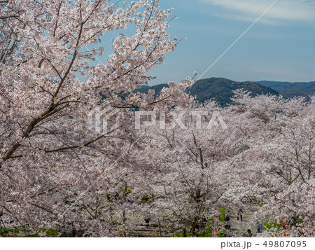 桜の名所　津山城跡 49807095