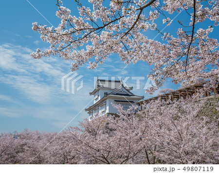 桜の名所 津山城跡 桜の名所 津山城跡 49807119