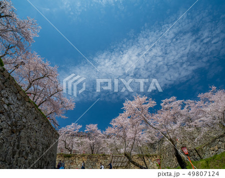 桜の名所　津山城跡 49807124