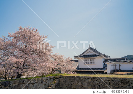 桜の名所　津山城跡 49807145