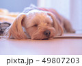 眠っている犬(ヨークシャテリア) 49807203