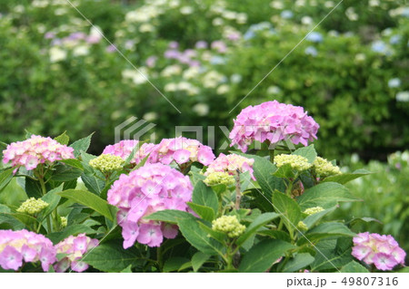 ほたるの里 紫陽花 ほたるの里 紫陽花 49807316