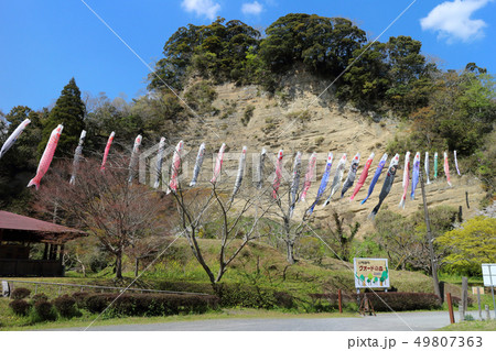 市原市市民の森 49807363