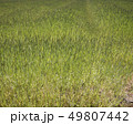 草 49807442