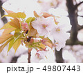 桜 49807443