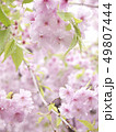 桜 49807444
