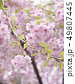 桜 49807445