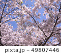 桜 49807446