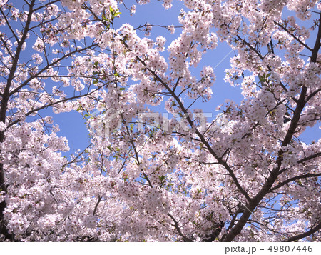 桜 桜 49807446