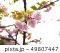 桜 49807447
