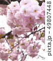 桜 49807448