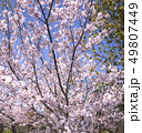 桜 49807449