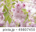 桜 49807450