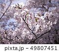 桜 49807451