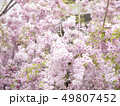 桜 49807452