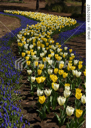 チューリップとラベンダー 49807607